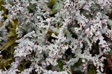 Stereocaulon tomentosum image