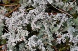 Stereocaulon tomentosum image