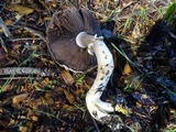Agaricus deardorffensis image