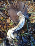Agaricus deardorffensis image