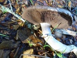 Agaricus deardorffensis image