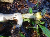 Agaricus deardorffensis image