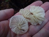 Hemimycena candida image