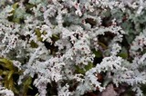 Stereocaulon tomentosum image