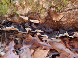 Xylobolus subpileatus image