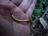 Bolbitius reticulatus image