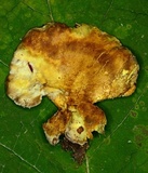 Albatrellus cristatus image