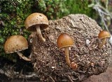 Psilocybe coprophila image