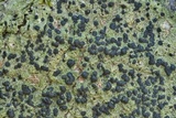 Bacidia schweinitzii image