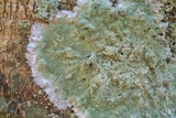Cryptothecia striata image