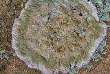 Cryptothecia striata image