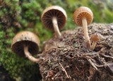 Psilocybe coprophila image