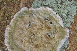Cryptothecia striata image