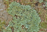 Crocynia pyxinoides image