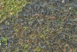 Leptogium cyanescens image