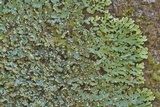 Heterodermia albicans image