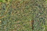 Bacidia schweinitzii image
