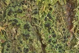 Bacidia schweinitzii image