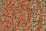 Pyrenula cruenta image