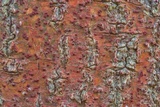 Pyrenula cruenta image