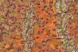 Pyrenula cruenta image