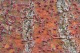 Pyrenula cruenta image