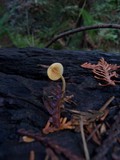 Mycena aurantiomarginata image