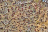 Pyrenula cruenta image
