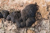 Annulohypoxylon annulatum image