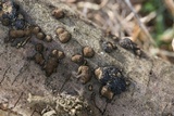 Annulohypoxylon annulatum image