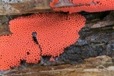 Arcyria ferruginea image