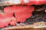 Arcyria ferruginea image