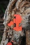Arcyria ferruginea image