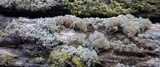 Lecanora strobilina image