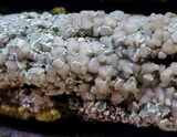 Lecanora strobilina image