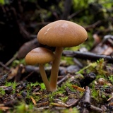 Psathyrella piluliformis image