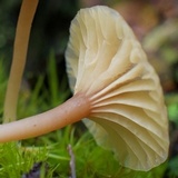 Lichenomphalia umbellifera image