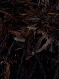 Mycena aurantiomarginata image