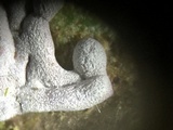 Badhamia affinis image