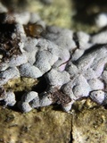 Badhamia affinis image