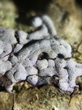 Badhamia affinis image