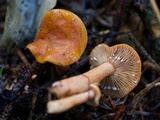 Lactarius subviscidus image