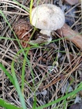 Lycoperdon echinatum image