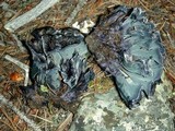 Polyozellus atrolazulinus image