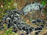 Polyozellus atrolazulinus image