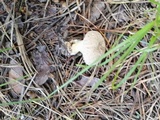 Lycoperdon echinatum image