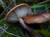 Neolentinus kauffmanii image