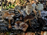 Mycopan scabripes image