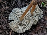 Mycopan scabripes image