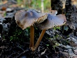 Mycopan scabripes image